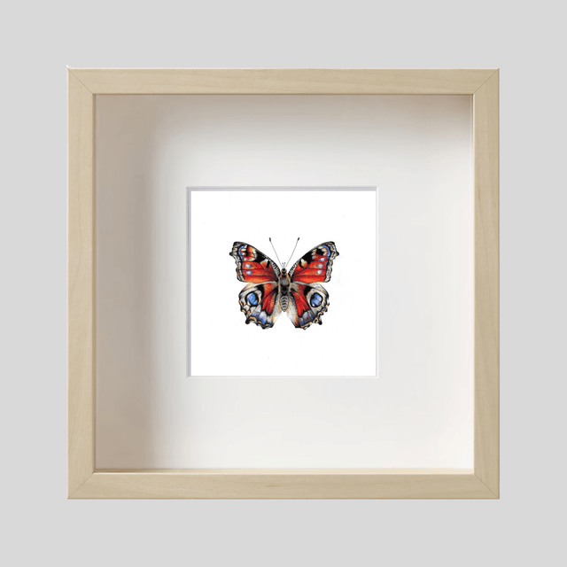 Papillon Paon-du-jour
