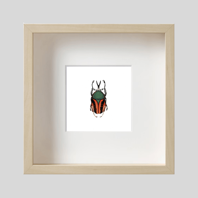 Scarabé - Megalorrhina Harrisi