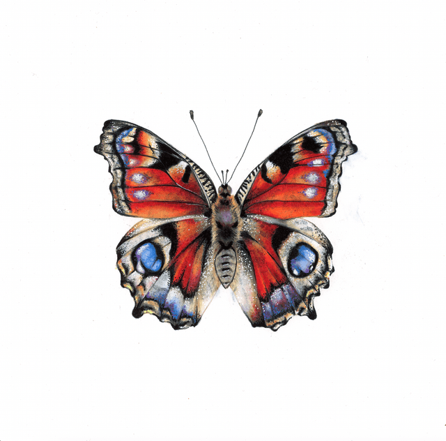 Papillon Paon-du-jour