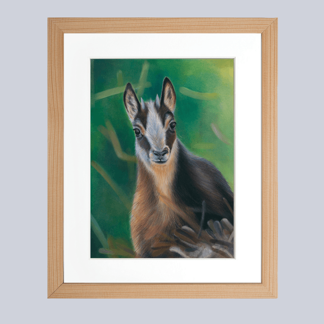 Chamois N°4