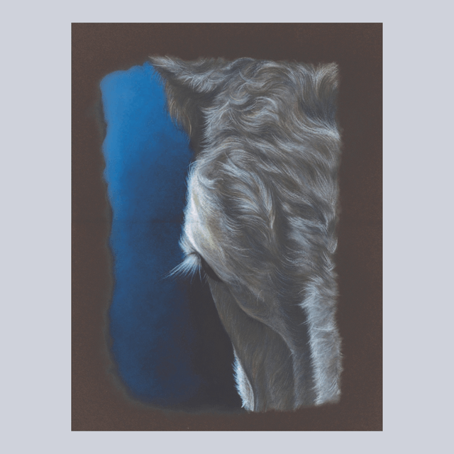 Vache N°1