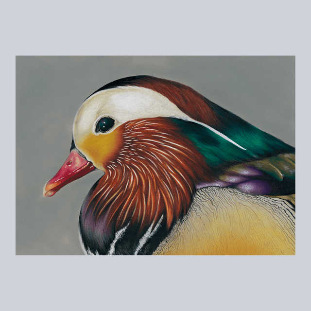 Canard Mandarin