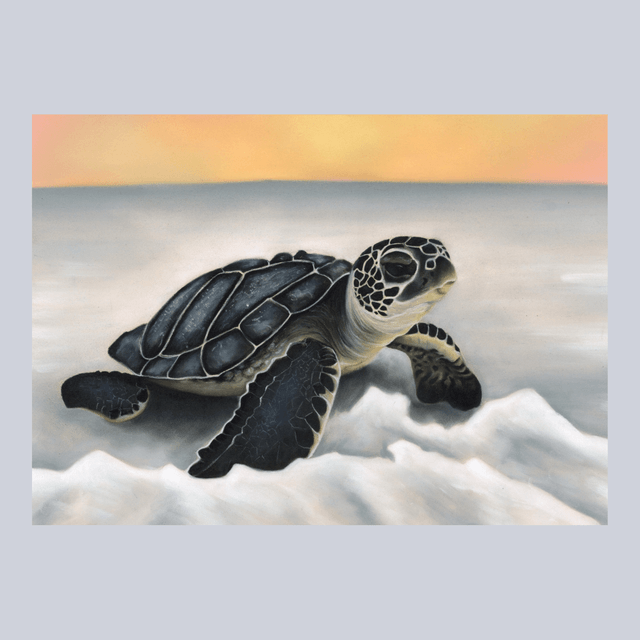 Tortue N°1