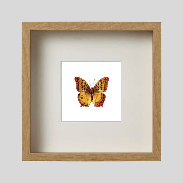 Papillon Géant - Atlas Moth isloé