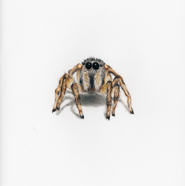 Araignée N°1