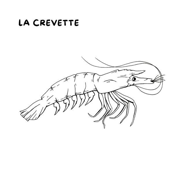 Cahier de coloriages - La mer