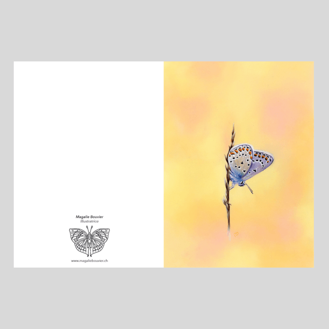 Carte de vœux - Papillon Bleu Mélissa N°1
