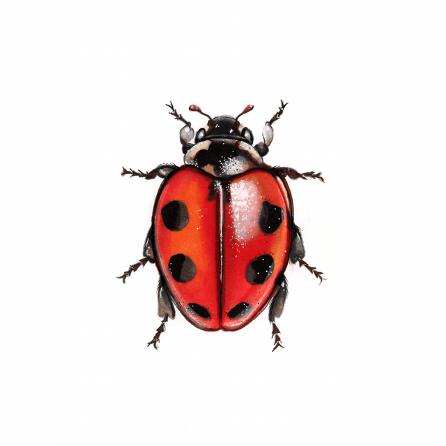 Coccinelle