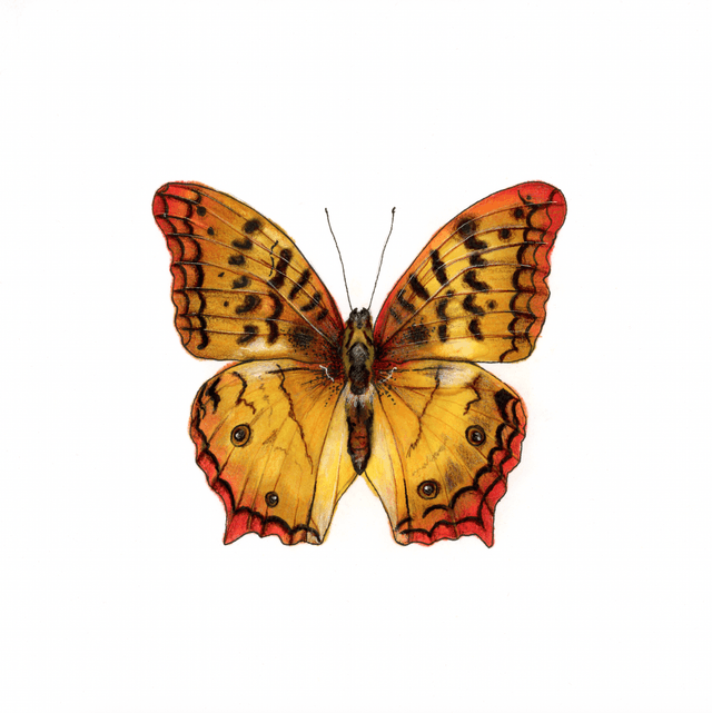 Papillon Géant - Atlas Moth isloé