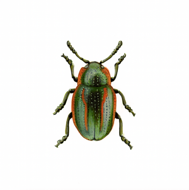 Scarabé - Hydrothassa hannoveriana