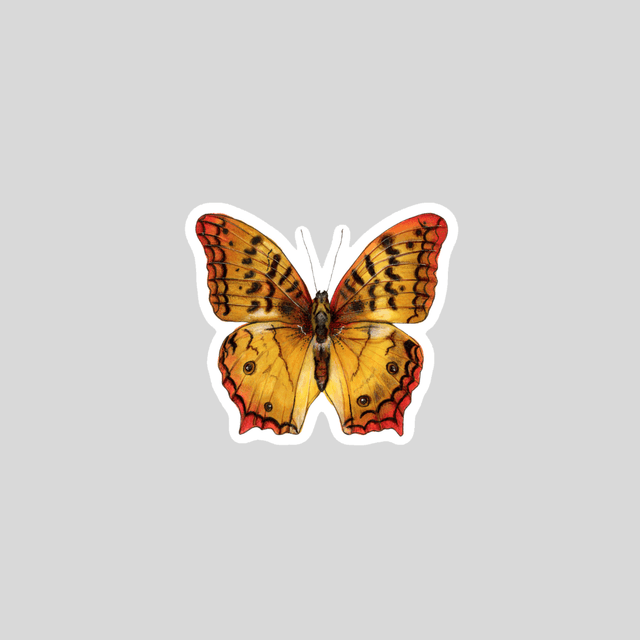 Stickers - Géant Atlas Moth Isolé