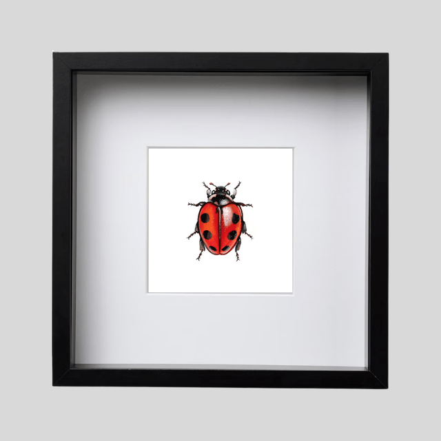 Coccinelle