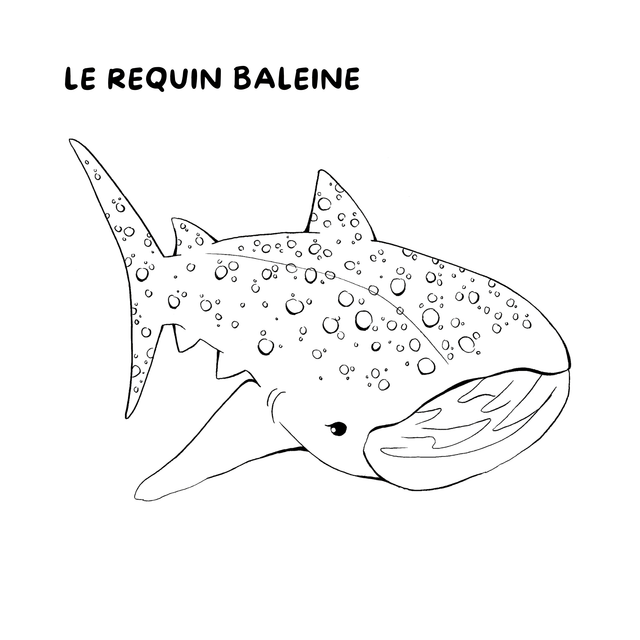 Cahier de coloriages - La mer