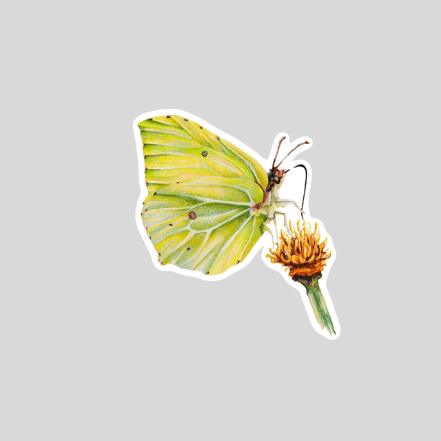 Stickers - Papillon citron