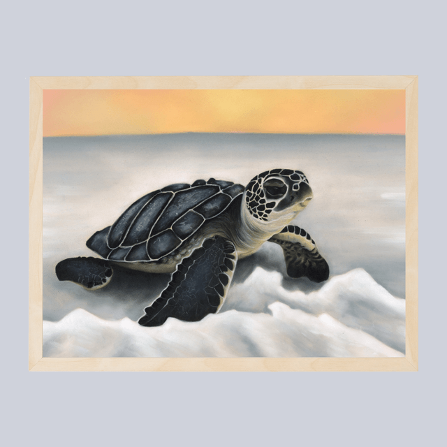 Tortue N°1