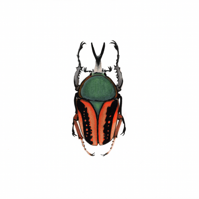 Scarabé - Megalorrhina Harrisi