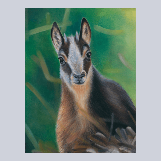 Chamois N°4
