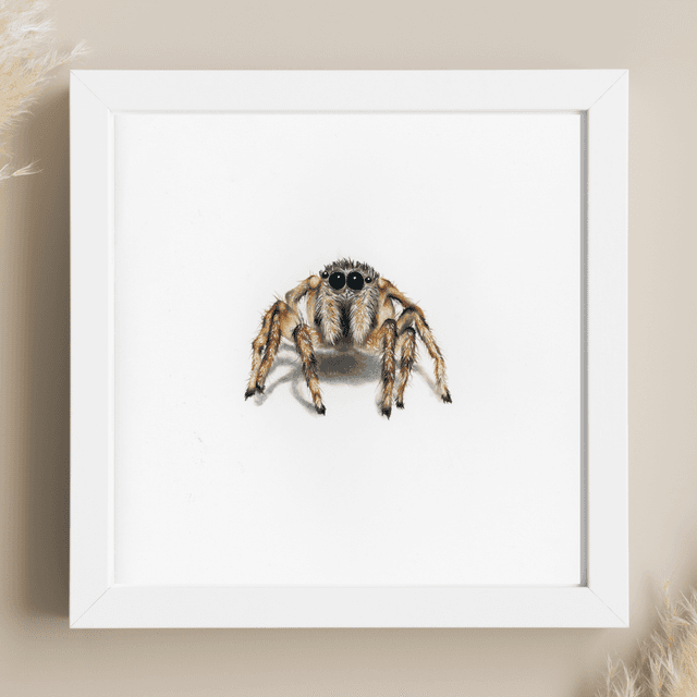 Araignée N°1