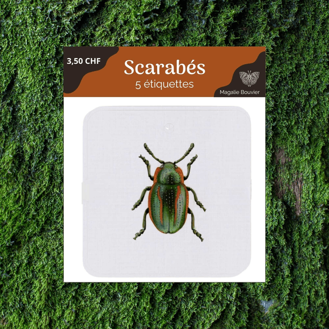 Pack étiquettes volantes - scarabée
